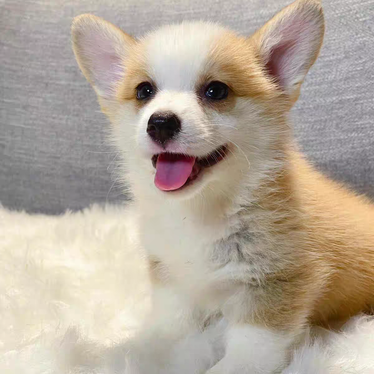 犬舍直销批发价格出售柯基犬